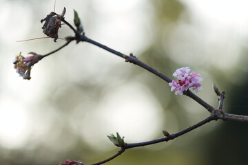 white, slightly pinkish flower of the fragrant snowball bush, bokeh in the background, delicate individual blossoms on the branches, winter-blooming plant, Viburnum farreri, Farrer snowball