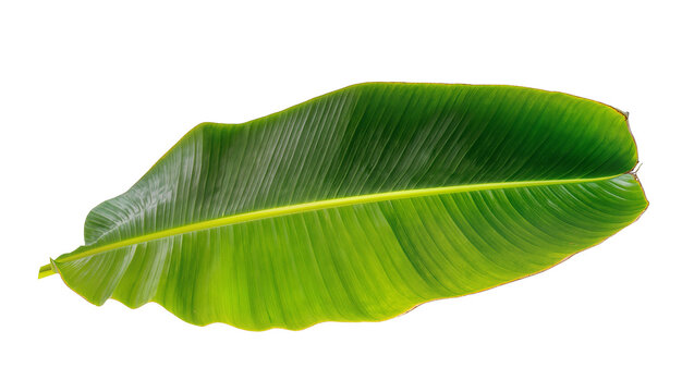 Isolated fresh green banana leaf with prominent venation, vibrant tropical organic plant foliage