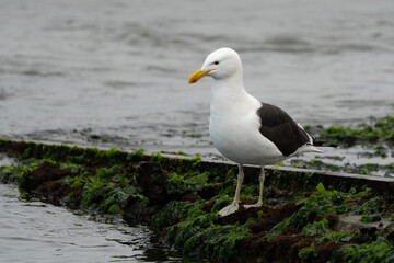 Obraz premium Kelp gull or Cape gull looking for food in South African bay, the bill is yellow with a red spot, and the legs are greenish-yellow
