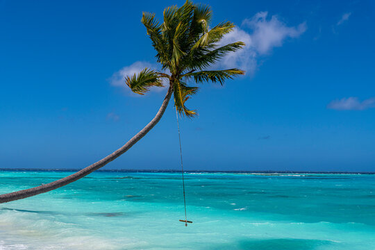 Palm tree with swing over turquoise water at PK-9 beach Fakarava