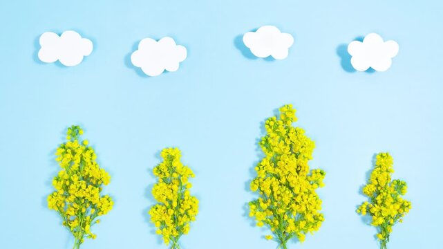 Decorations of white clouds and natural yellow flowers, symbolizing spring blooming trees. Springtime concept. Landscape. Blue background. Greeting card for the arrival of spring. Copy space.