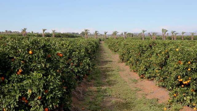 Lush green orange trees laden with bright ripe citrus fruits grow in neat agricultural rows under a clear blue sky in a scenic plantation located in the sunny countryside of southern Spain