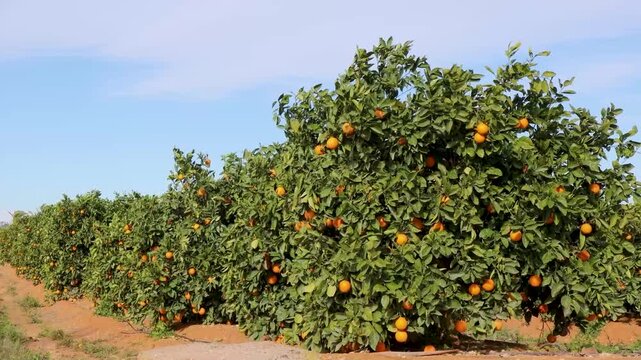 Vibrant orange trees loaded with ripe citrus fruits stand in neat rows under a clear sky in the sunny Spanish countryside, highlighting the scale of local agricultural production and harvest