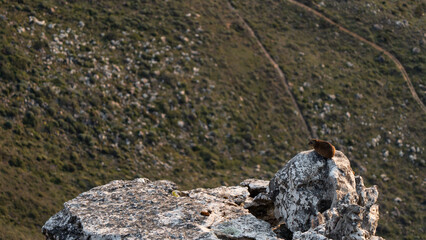 Rock hyrax sitting on a rock at sunset on Table Mountain of Cape Town in South Africa. Beautiful nature and mountain background colors and scenic view
