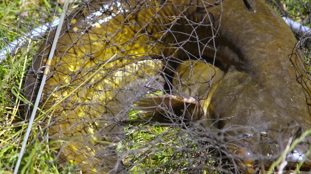Close-up of a huge caught catfish lying in a fishing net on the green grass.