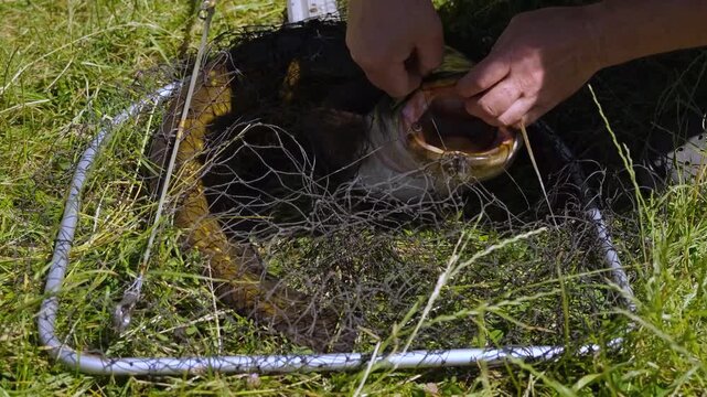 Close-up of fisherman hands removing a hook from the mouth of a caught catfish