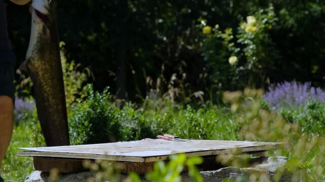Senior bearded fisherman preparing a huge caught catfish on a wooden board outdoors