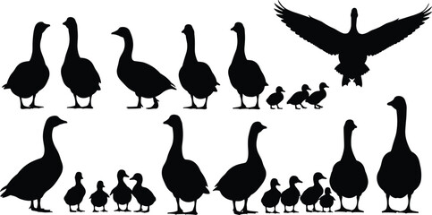 Vector silhouette collection of geese and goslings, featuring adult birds standing, flying, and walking with small chicks in nature, wildlife. © Sirajul
