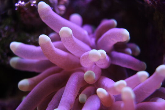 Euphyllia glabrescens, Macro of vibrant fluorescent marine coral specimen with glowing colors in a saltwater reef aquarium