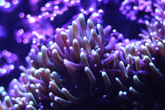 Galaxea, Macro of vibrant fluorescent marine coral specimen with glowing colors in a saltwater reef aquarium