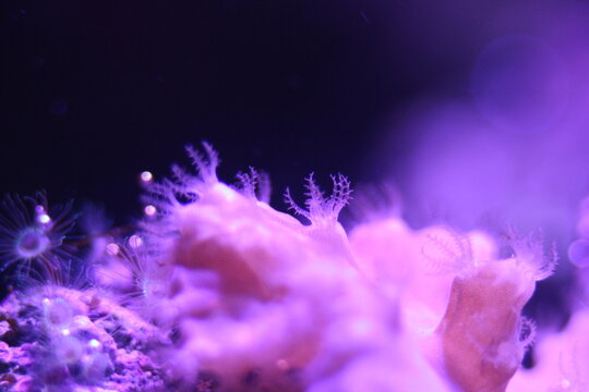 Sinularia dura, Macro of vibrant fluorescent marine coral specimen with glowing colors in a saltwater reef aquarium