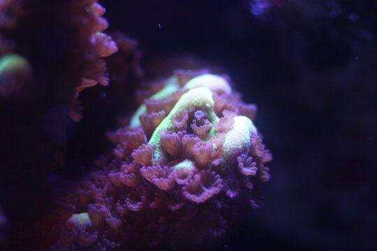 Montipora confusa, Macro of vibrant fluorescent marine coral specimen with glowing colors in a saltwater reef aquarium