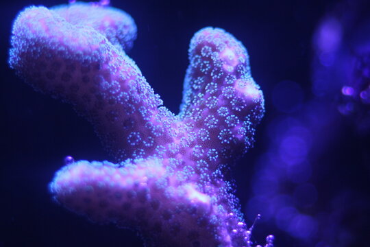 Stylophora, Macro of vibrant fluorescent marine coral specimen with glowing colors in a saltwater reef aquarium