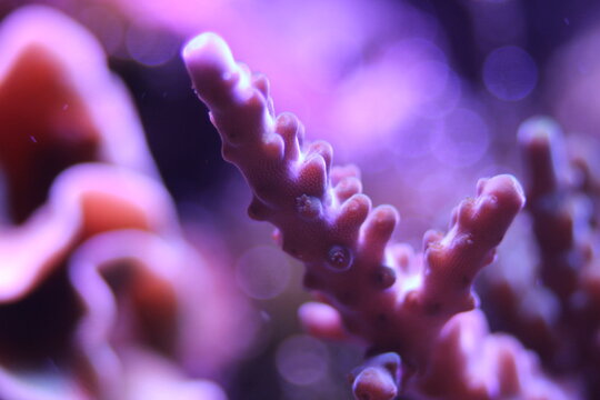 Macro of vibrant fluorescent marine coral specimen with glowing colors in a saltwater reef aquarium