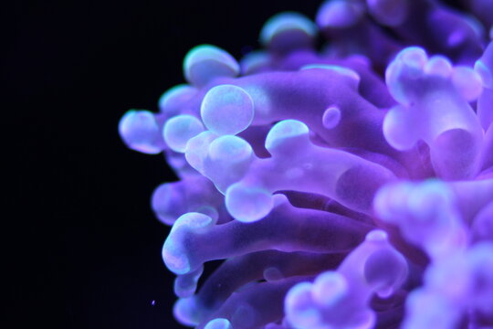 Euphyllia paradivisa, Macro of vibrant fluorescent marine coral specimen with glowing colors in a saltwater reef aquarium