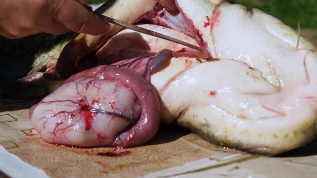 Extreme close-up of fisherman hands with a knife gutting a huge raw catfish and revealing internal organs