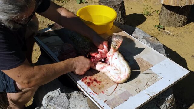 Extreme close-up of fisherman hands with a knife gutting a huge raw catfish and revealing internal organs