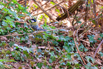 Fototapeta premium Eurasian Great Tit (Parus major), nature wildlife animals, fauna