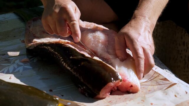 Extreme close-up of fisherman hands with a knife gutting a huge raw catfish and revealing internal organs