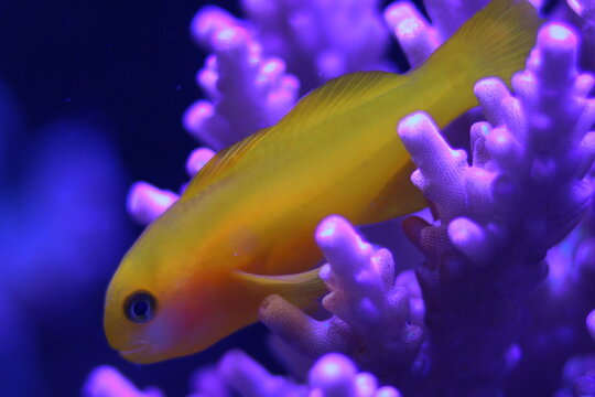 Gobiodon acropora, Macro of vibrant fluorescent marine coral specimen with glowing colors in a saltwater reef aquarium