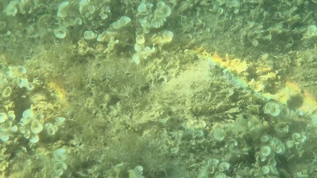 Underwater algae ocean, green marine plants thrive on the seabed, creating a peaceful aquatic ecosystem