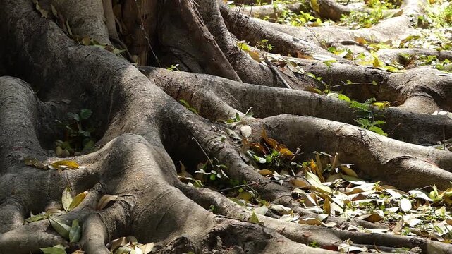 Close-up of large, intricate tree roots spreading across the ground covered in dry leaves. Showcases the strength and longevity of nature.