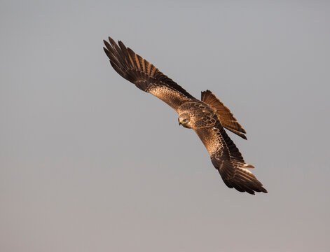 Red kite soaring in the sky in Extremadura, Castile-La Mancha, Spain