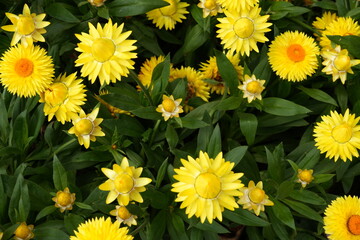 Beautiful and Bright Yellow Strawflower  Bellis Perennis Yellow  English Daisy Yellow © Oiven