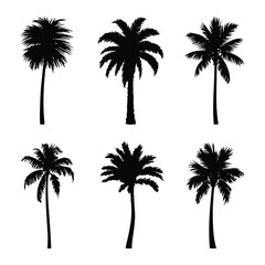 Fototapeta premium A collection of six distinct black silhouettes of tropical palm trees isolated on white background