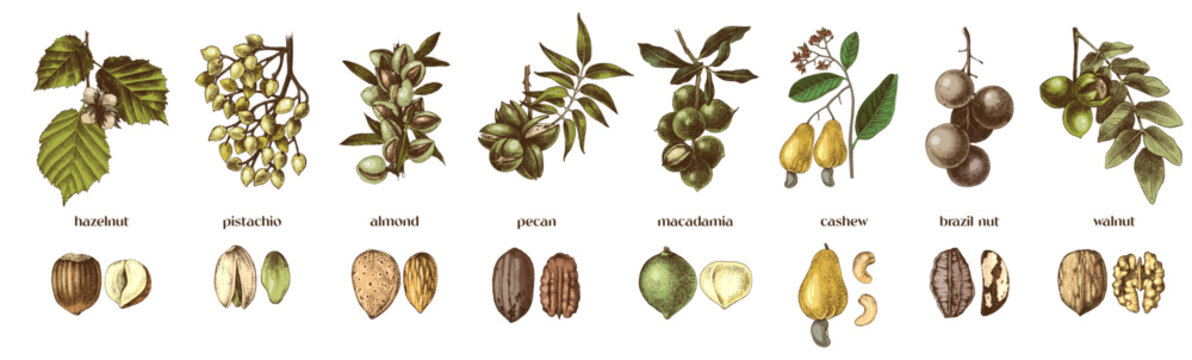 Nut trees branches and close up of nuts