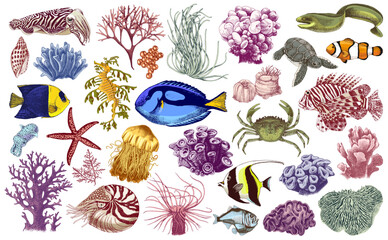 Coral reef and fishes vector illustration © Marina Gorskaya