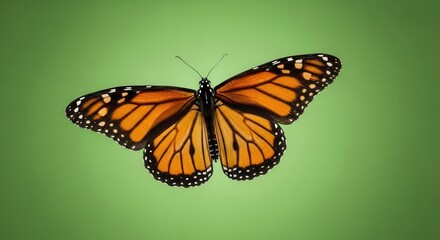 Obraz premium Close-Up of Vibrant Monarch Butterfly in Flight Against Green Background