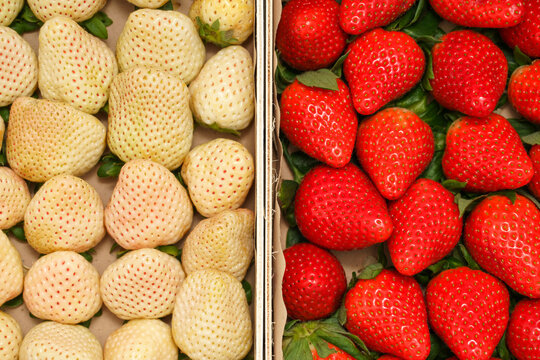 Top view comparison of two strawberry varieties in wooden crates: white pineberries on one side and traditional red strawberries on the other