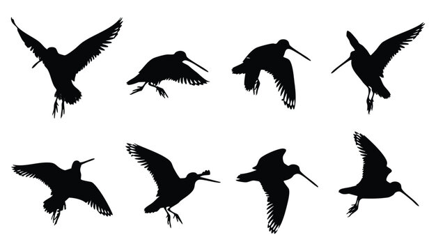 Set of different black silhouettes of a snipe bird flying in various poses and positions, showing wings up and down
