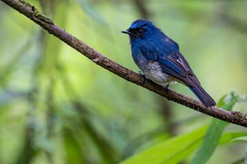 Indigo Flycatcher (Eumyias indigo) in Sabah, North Borneo, Malaysia