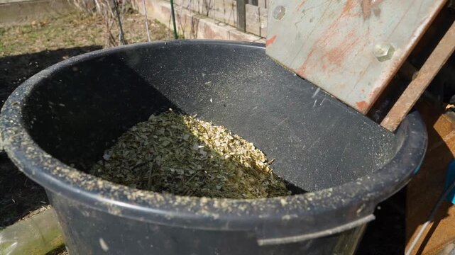 Large plastic bucket filling with wood chips. Processing tree branches in chipper into sawdust close-up