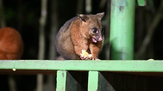 coppery brushtail possum, Trichosurus johnstonii, species of marsupial possum native to the Atherton Tablelands of Queensland in northeastern Australia climbing on tree trunk at night.