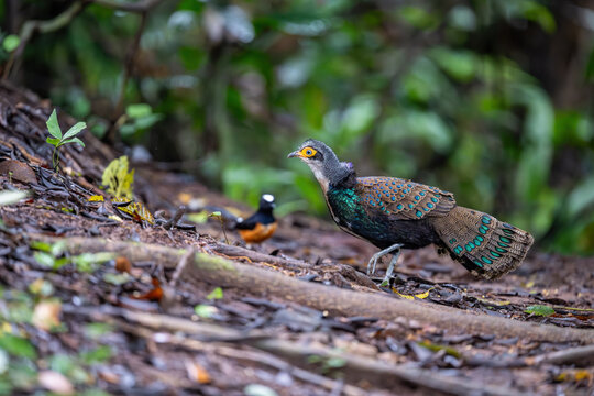 The Malayan peacock-pheasant (Polyplectron malacense) is a medium-sized pheasant of the galliform family Phasianidae. Their plumage is generally pale brown with small black spots and bands all over