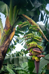 Banana trees in martinique - French antilles © Matthieu