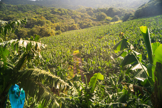 Hiking on a morne in martinique island, french antilles. 