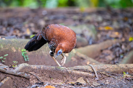 A magnificent Borneo Crested Fireback, scientifically named Lophura ignita, roams in the dappled sunlight of the Borneo rainforest.