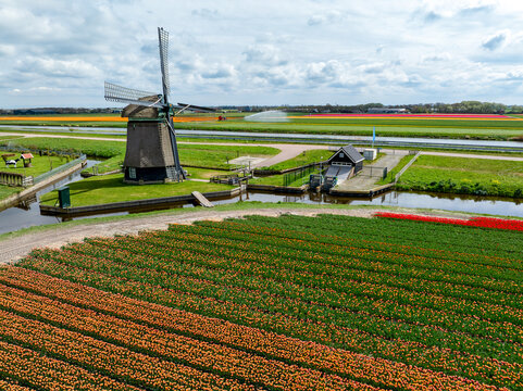 Aerial view of a traditional windmill standing proudly amidst vibrant fields of orange tulips, a Dutch icon against a backdrop of colorful blooms, Lisse, Netherlands.