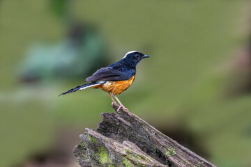 Fototapeta premium The male White-rumped Shama (Copsychus malabaricus) has a bright blue-black head and prominent white upperparts, a rump and a long blackish tail.