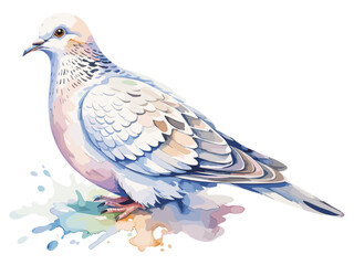 Watercolor illustration of a dove bird standing with soft pastel feathers and colorful paint splash beneath