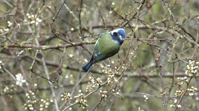 A Eurasian blue tit (Cyanistes caeruleus), a small passerine bird in the tit family, Paridae