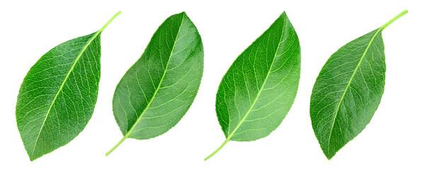 Fototapeta premium Green pears leaf set isolated on transparent background. Leaves pears PNG