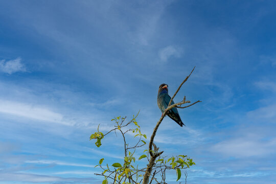 Oriental dollarbird, bird of the roller family, Eurystomus orientalis