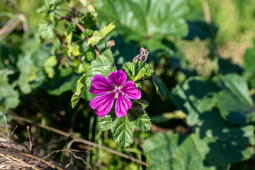 Mallow flower at the side of a road, malva sylvestris © Reflexpixel
