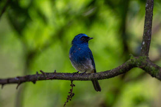 Indigo flycatcher bird resting on a mossy branch in a rainforest, displaying its colorful plumage