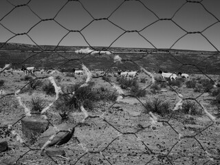 Black and white image of black headed dorper sheep behind a pig wire fence covered with sheep wool. Foreground out of focus. Location Karoo area, South Africa